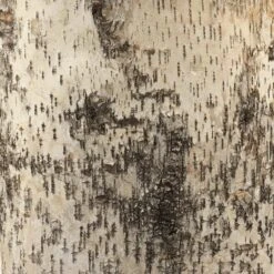 Forrester 26 Inch 150.00 Watt Birch Veneer Table Lamp Portable Light -Home Lighting 9forrbiov255 1